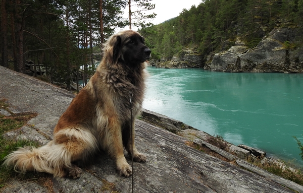 leonberger