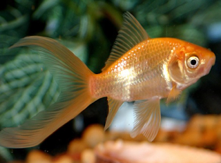 Jenis Ikan Komet (Carassius auratus)