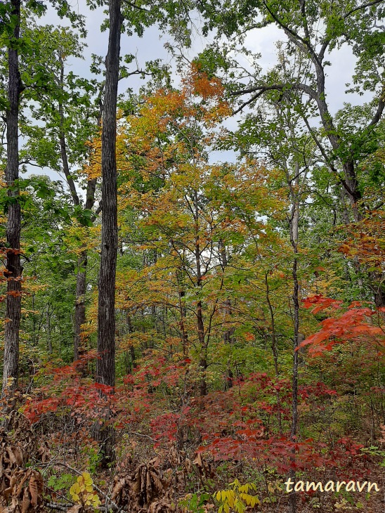 Лес в начале октября
