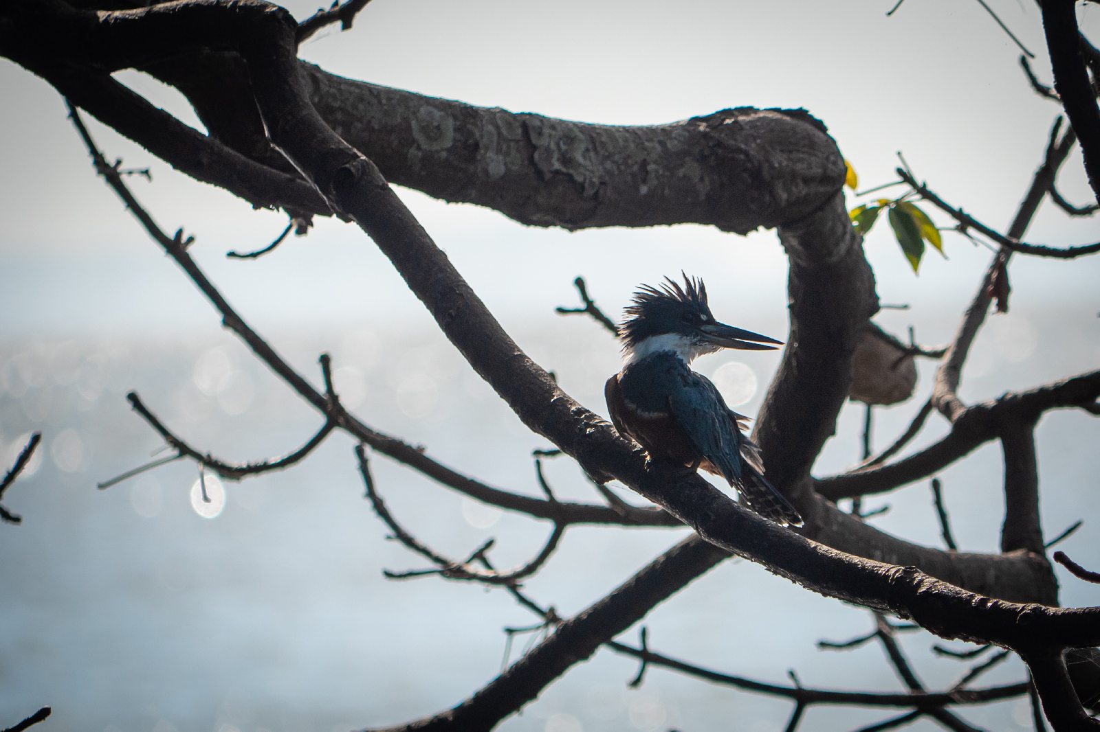 Día 16: Ometepe - Nicaragua: Tierra de lagos y volcanes (5)