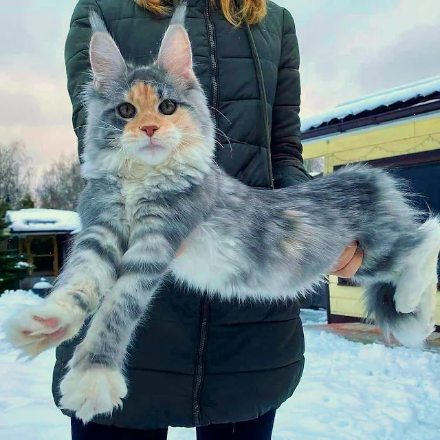 Brilliant dilute tortoiseshell Maine Coon