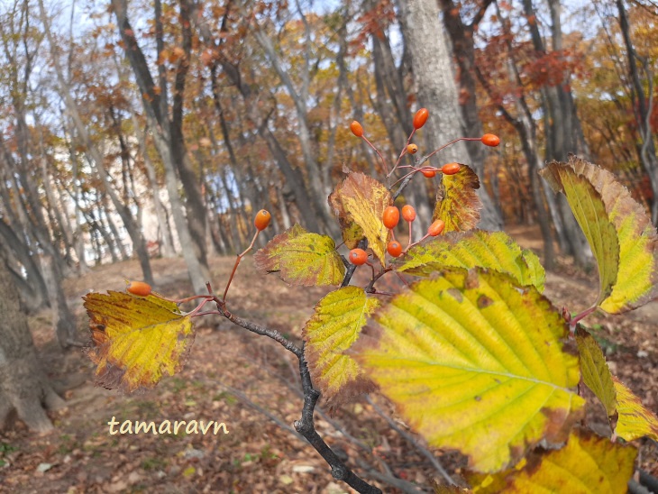 Мелкоплодник ольхолистный / Рябина ольхолистная (Micromeles alnifolia, =Sorbus alnifolia)