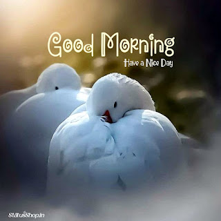 Morning-Images-Birds
