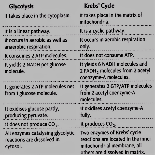 Differences between glycolysis and Krebs’cycle