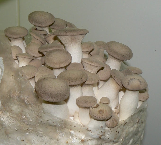 Pleurotus eryngii | Mushroom supply | Biobritte mushroom company