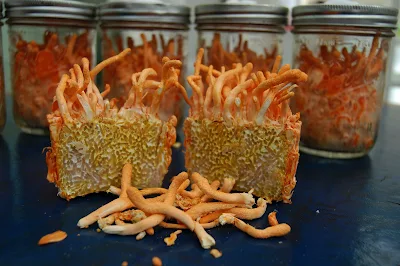 Cordyceps militaris mushroom spawn for sale