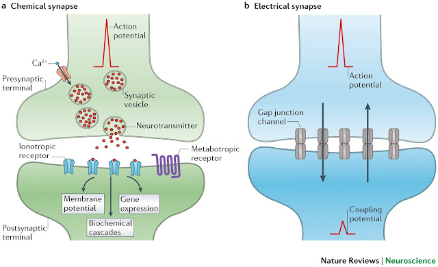 Scheme of the structure of chemical and electrical synapses