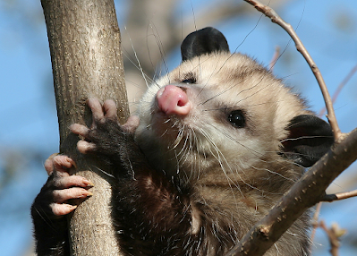 Possum Dream Biblical Meaning