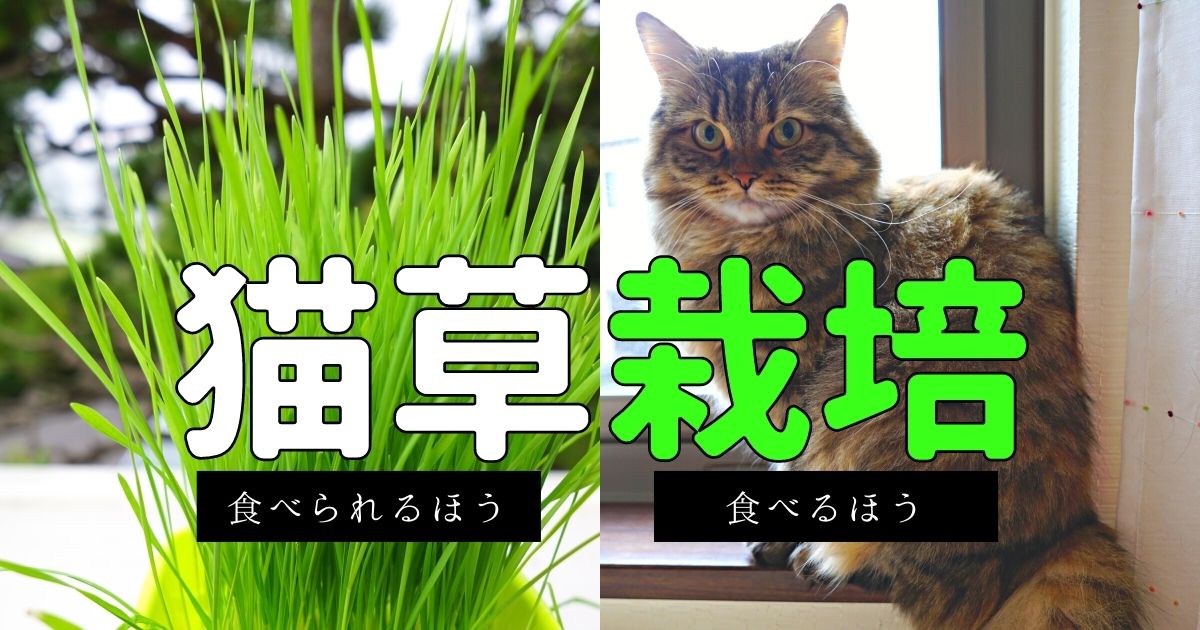 猫草と猫