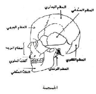 إيقاظ علمي,الأحياء,الھیكل العظمي,أنواع العظام,بحث حول جسم الانسان,