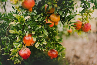 gambar buah delima Pomegranate