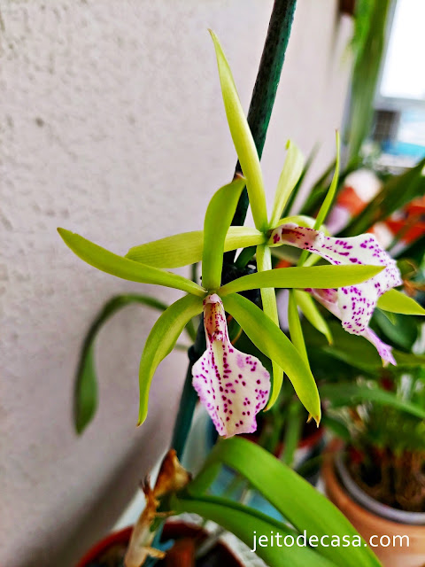orquidea-verde-decoracao