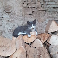 MON COOKI