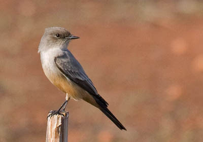 Photo of Say's Phoebe on fence post