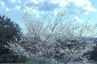 Ирга канадская (Amelanchier canadensis)