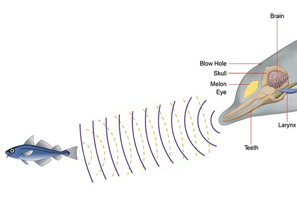 Интересные факты о дельфинах. Эхолокация у дельфинов