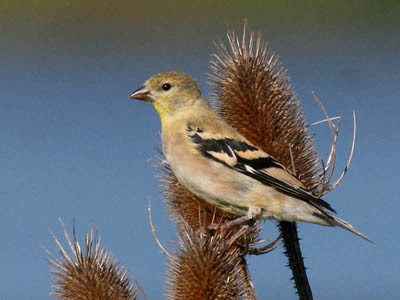 Photo of juvenile American Goldfinch on teasel