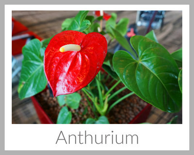 anthurium