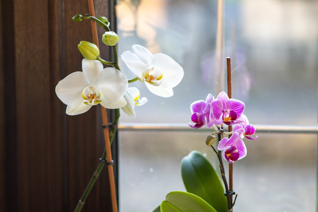 two orchid plants in bloom in front of a window