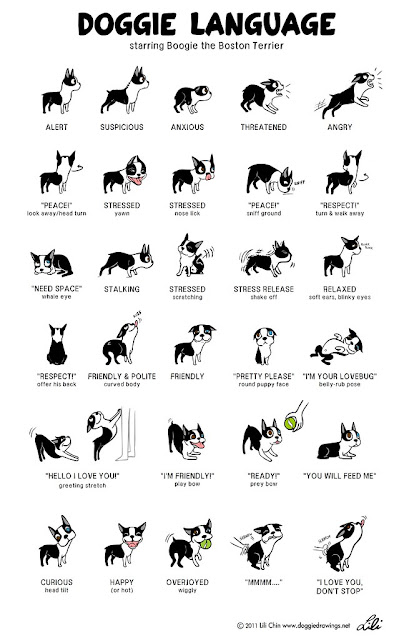 body language of dogs