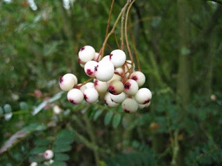 Рябина мелколистная (Sorbus microphylla)