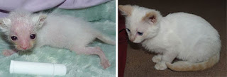 Estas 19 imágenes de rescate de antes y después demuestran que el amor puede cambiar la vida de un gato