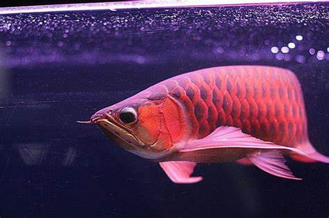 Arowana “Super Red” Pembawa Hoki yang Mengagumkan;Arowana Fish “Super Red” Satwa Mempesona Indonesia;