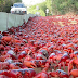 Around 50-million cannibal crabs massing on bridges and road in Australia