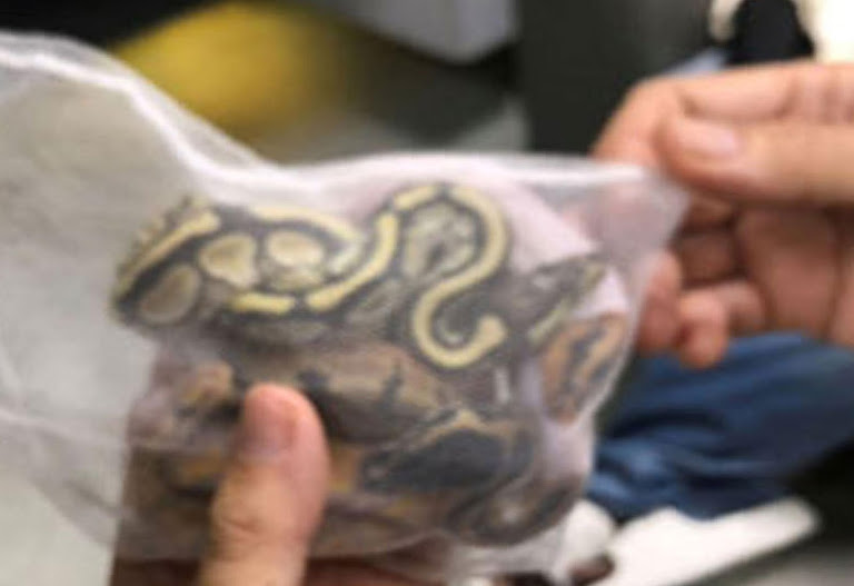 Confiscated pythons writhe; a stark symbol of global wildlife trafficking.