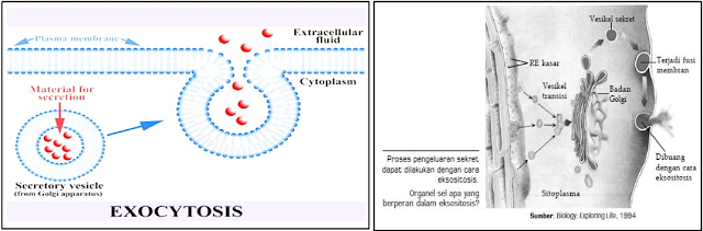 Gambar  . Eksositosis