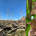 TWO OUT OF 150 TARSIERS IN BOHOL CONSERVATION AREA COME OUT AFTER TYPHOON ODETTE