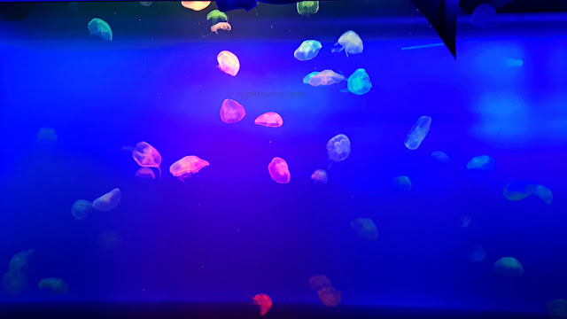 jellyfish become colorful under different kinds of light at S.E.A. Aquarium of Resorts World Sentosa, Singapore