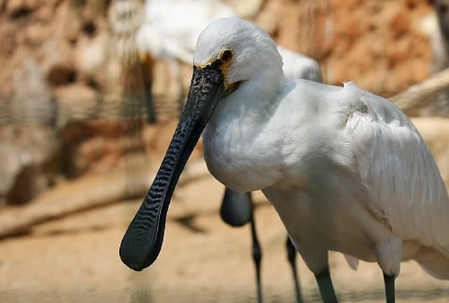 स्पूनबिल पक्षी (Spoonbill Bird)