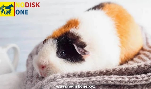 Winter Care Guide: What Should I Do To Keep My Guinea Pig Warm In The Winter?