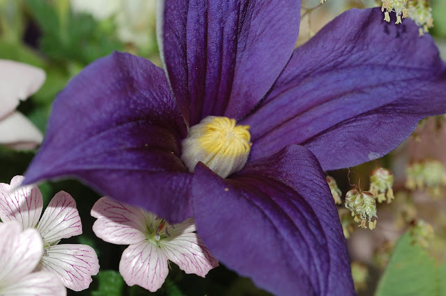 Clematis Durandii