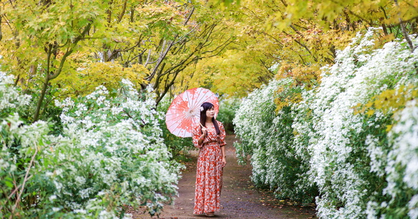 台中新社沐心泉休閒農場黃楓白雪木步道超浪漫，開心歡慶聖誕節