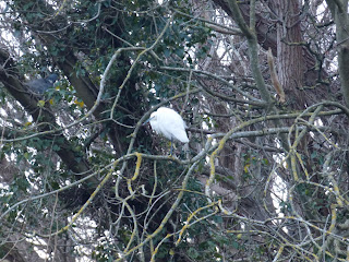 Little Egret