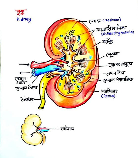 SSC Biology Chapter 8 Hand Note