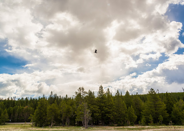 Heron Flying near Old Faithful Geyser in Yellowstone National Park