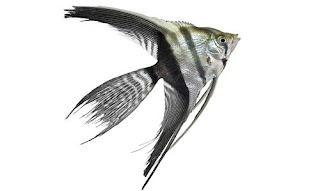 Veil manfish