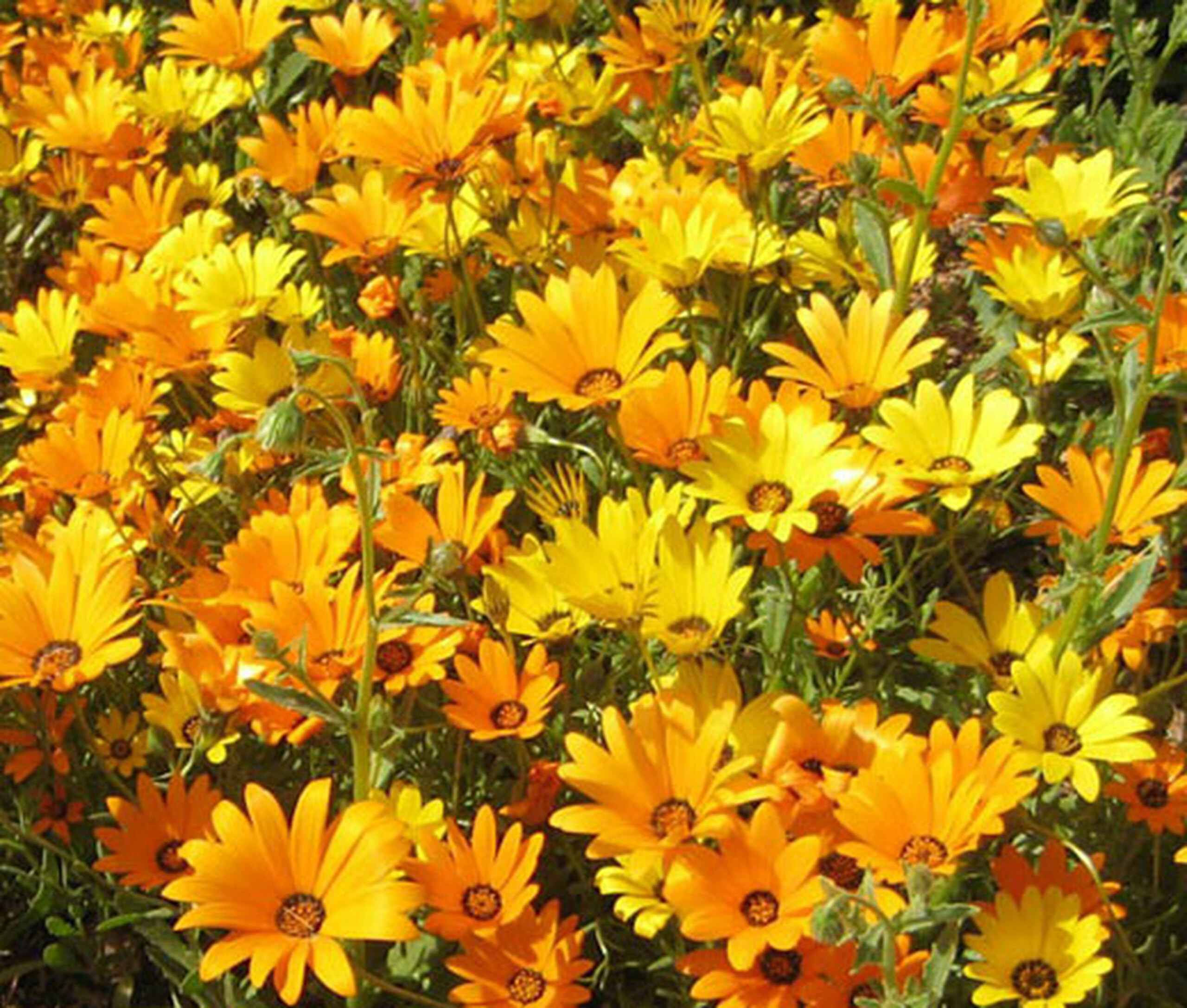 African Daisy Mixed Seeds (Dimorphotheca Sinuata) \u2013 My Lestary Seeds