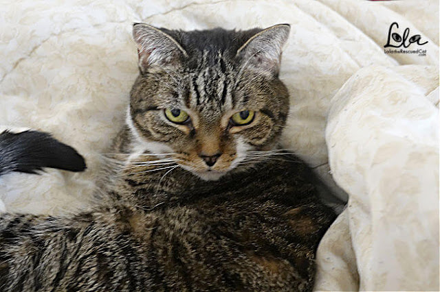 Tabby cat on a bed