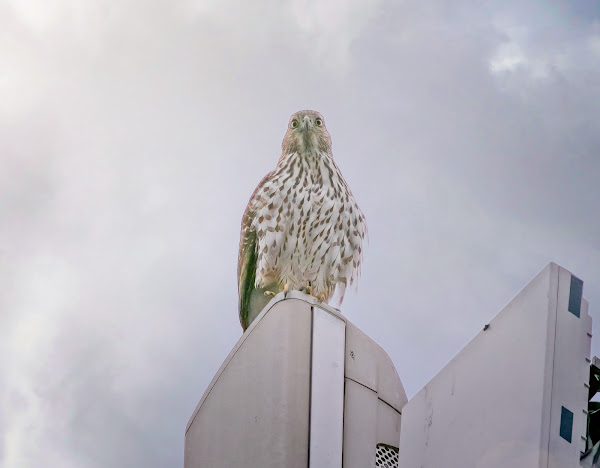 Immature Cooper's hawk perches on a cellphone tower