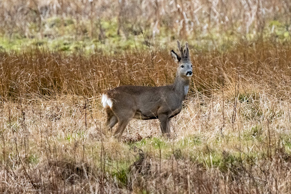 Roe deer