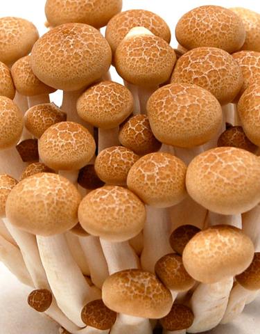 Buna shimeji Mushroom supplier in Aizawl | Mushroom supplier | Biobritte mushroom shop