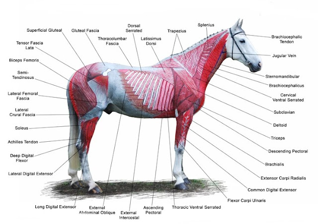 Guide to Horse Muscle Anatomy