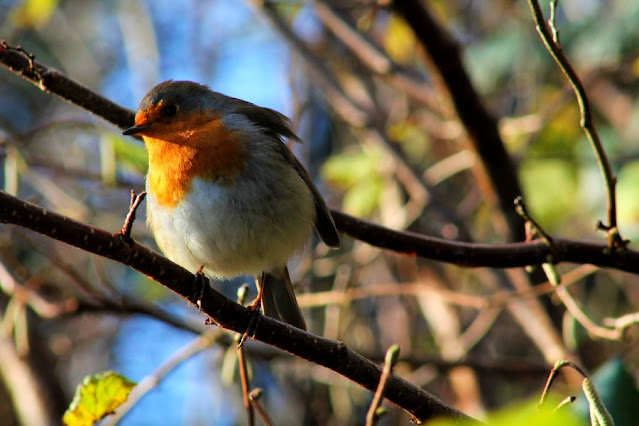 Robin in Winter Donegal