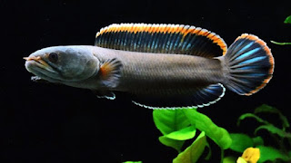 Ikan-Channa-Gachua