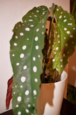 Polka Dot Begonia leaf close up