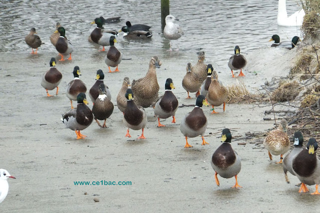 C'est la danse des canards